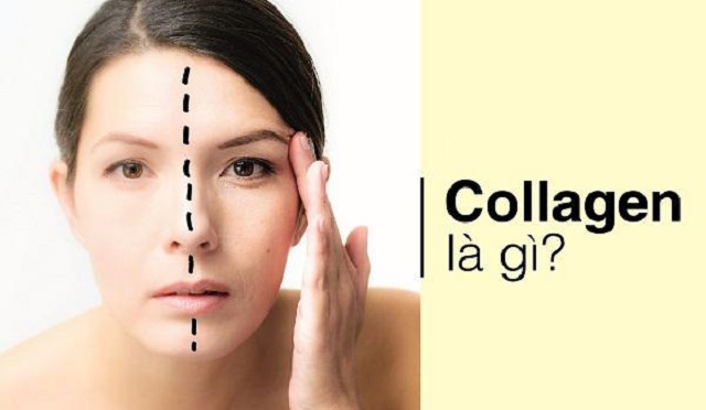 #Collagen là gì - Phân loại và công dụng của collagen 2